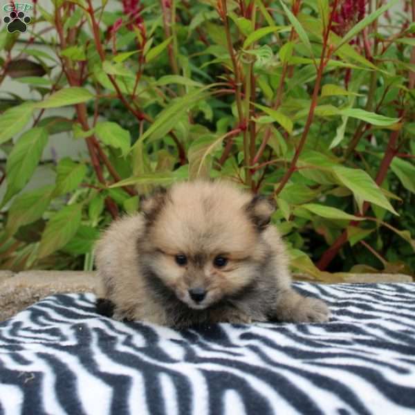 Tate, Pomeranian Puppy